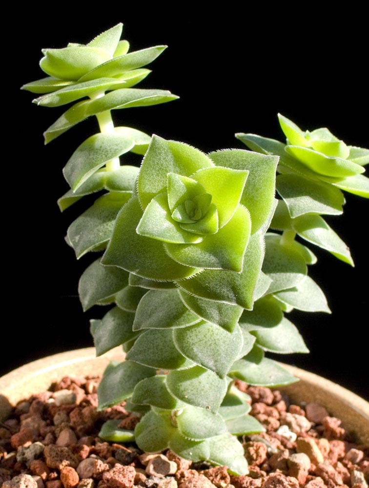 Echeveria Cubic Frost Succulent – Frosty Lavender Rosette Collector Plant