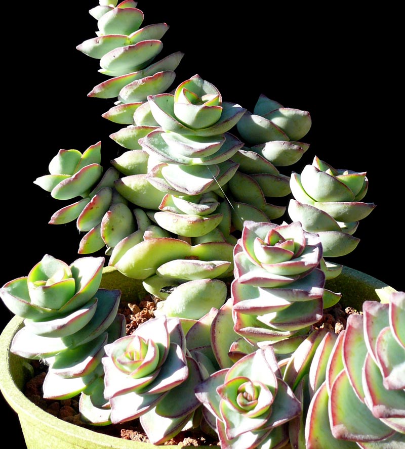 Echeveria Cubic Frost Succulent – Frosty Lavender Rosette Collector Plant