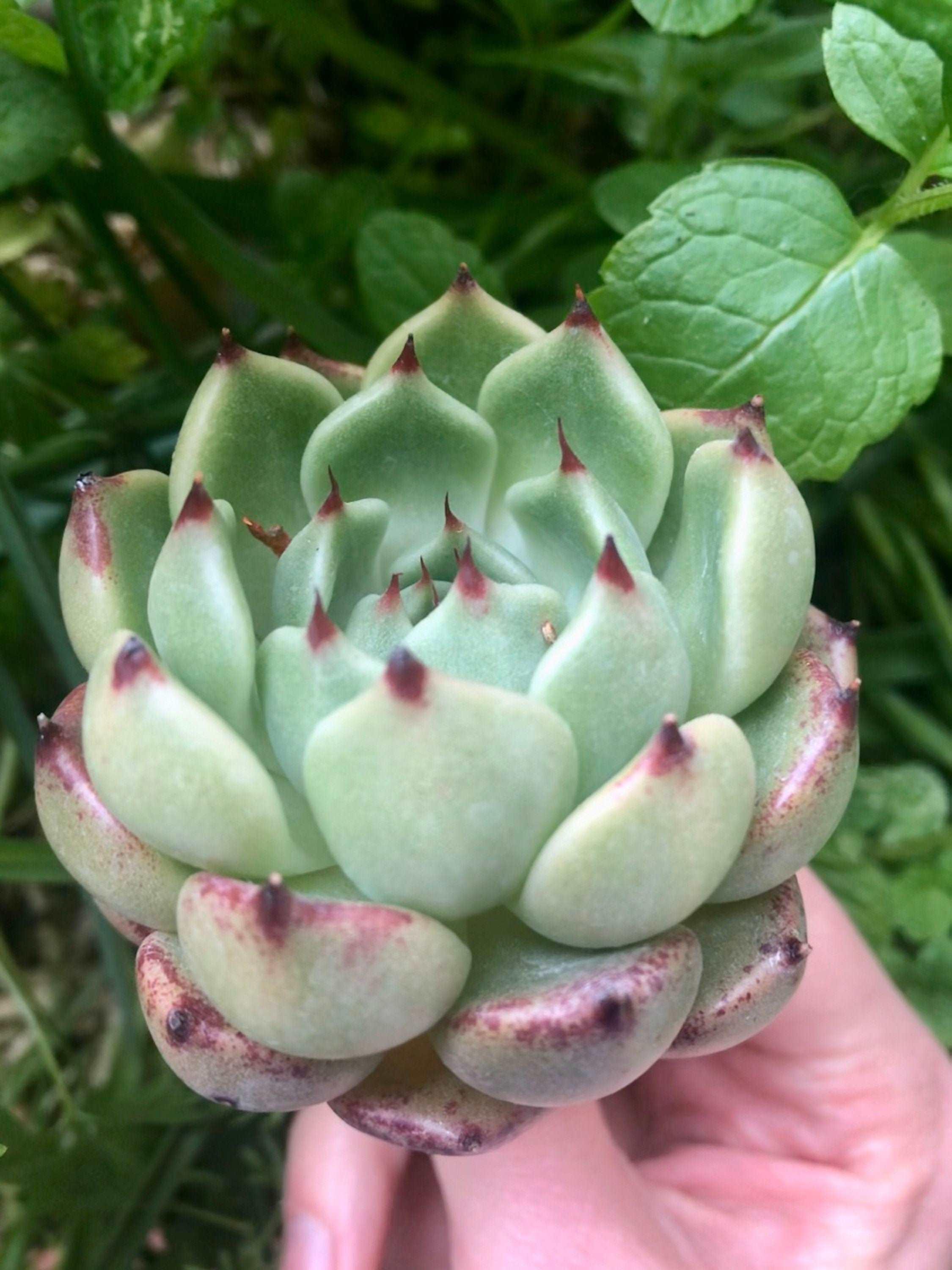 Echeveria Dark Knight