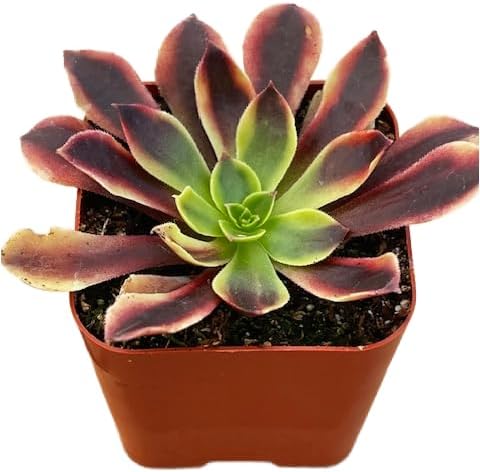 Succulents Plants Live 2inch Live Mini Succulent Plants, Easy Care House Plants Rooted in Succulent Soil Mix, By The Succulent Cult (Crassula Money Maker Variegated, 2 Inch)