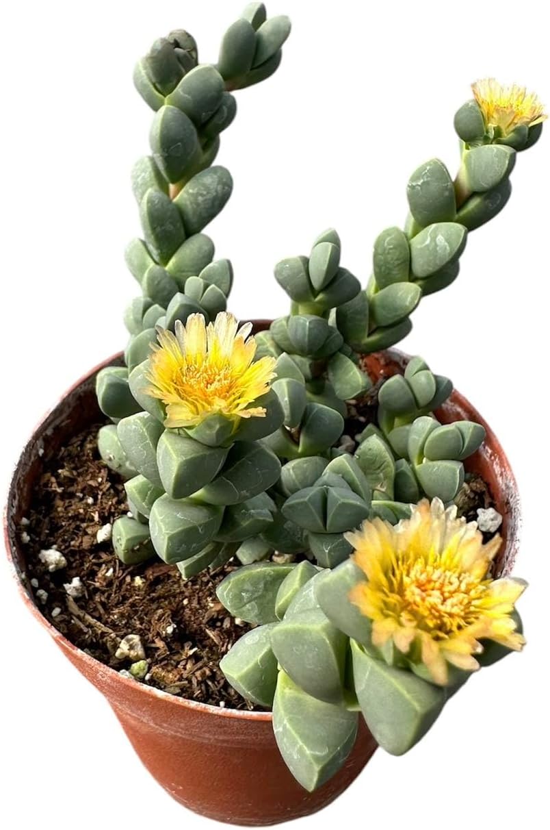 Live Succulent Cactus Plants (2