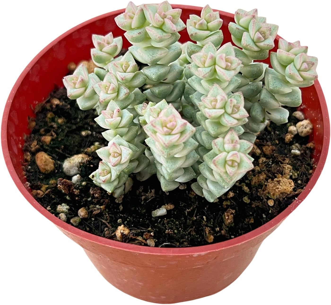 Haworthia Fasciata 'Zebra Cactus' - Easy Care Succulent
