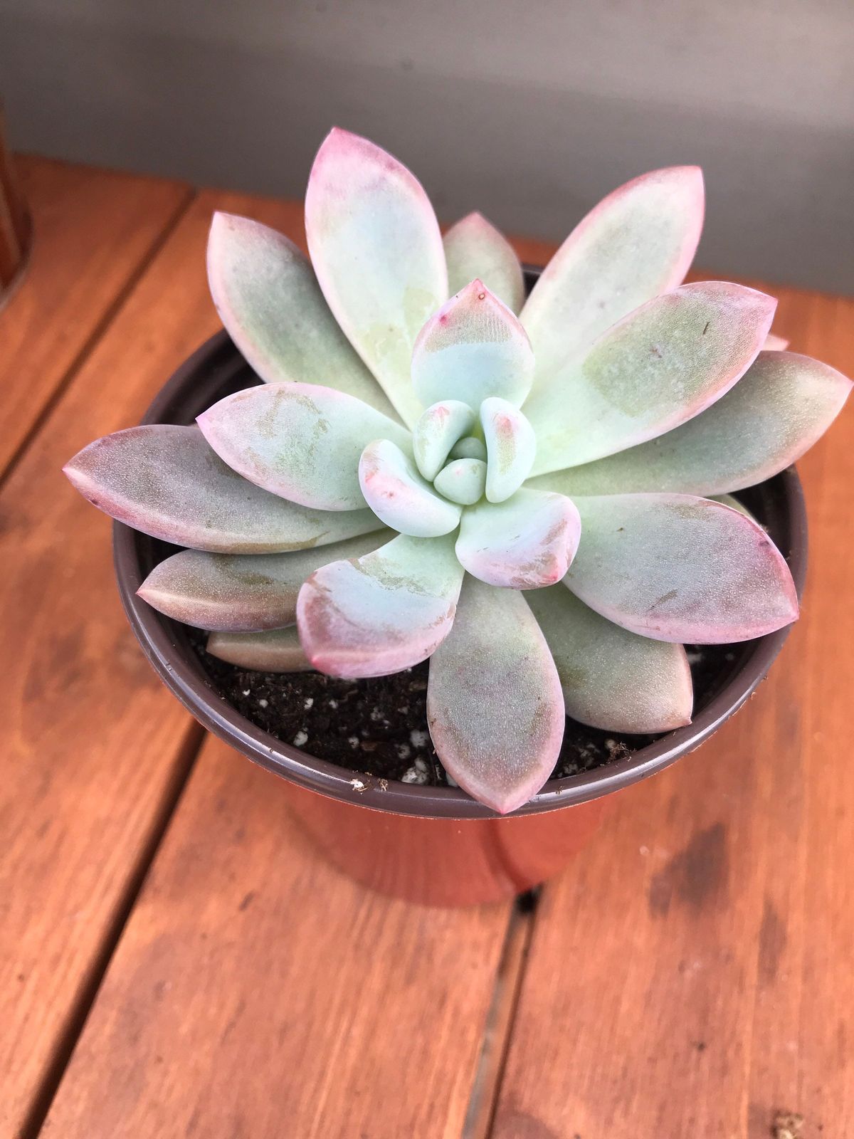 Ghost Plant (Graptopetalum Paraguayense) – 2 Live Succulents in 2