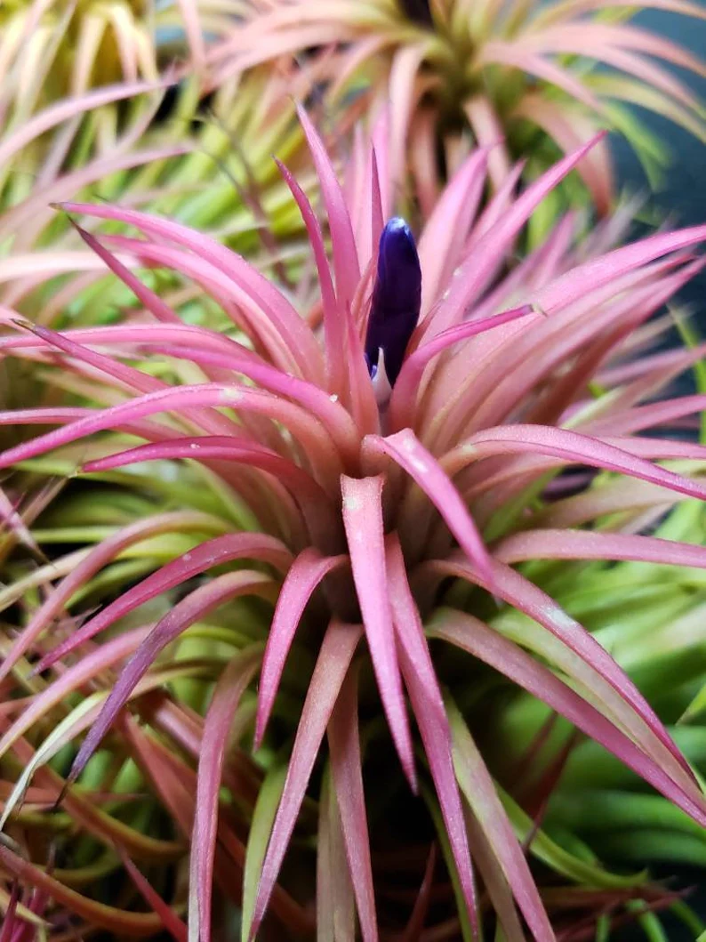 Tillandsia Rubra Air Plan