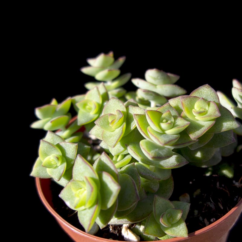 Echeveria Cubic Frost Succulent – Frosty Lavender Rosette Collector Plant