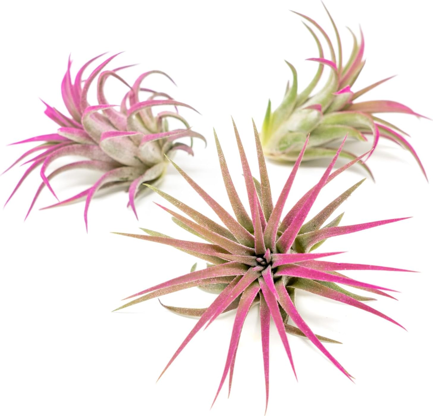 Vibrant Rubra Air Plants - 3-Pack Bundle