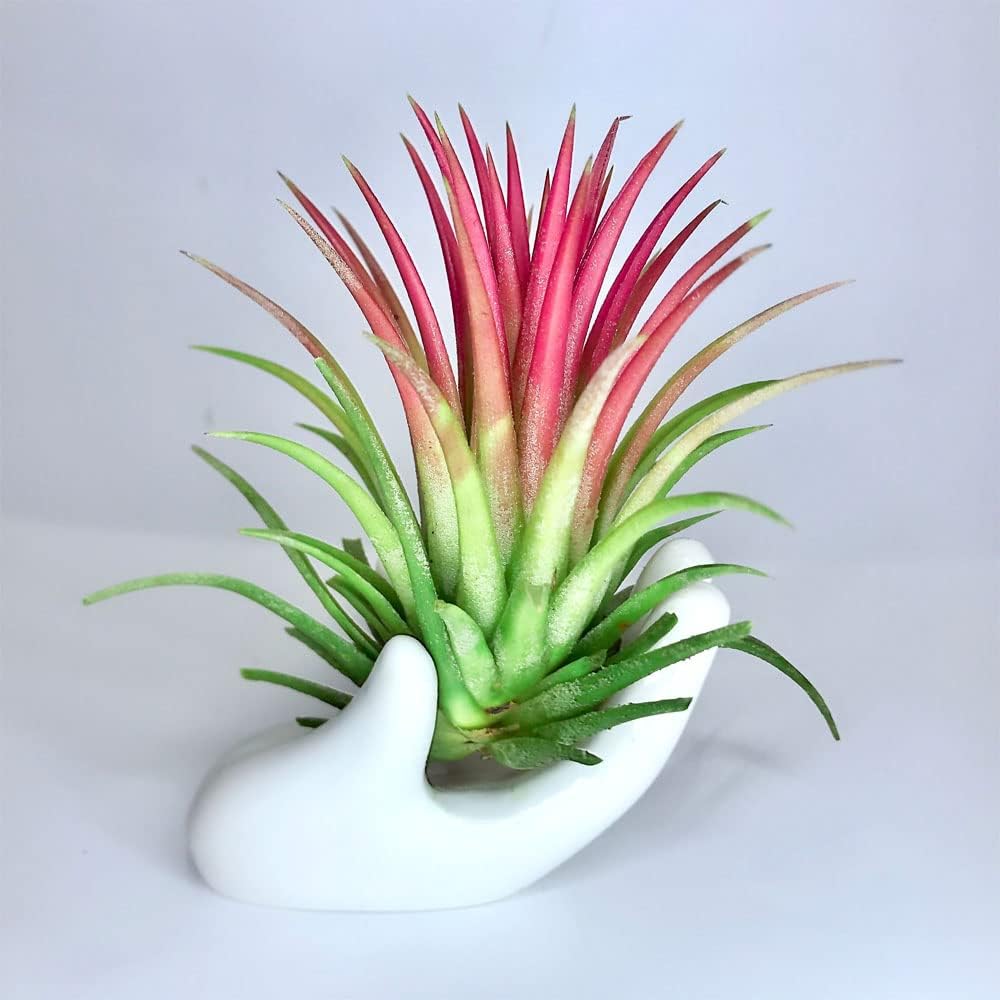 Vibrant Rubra Air Plants - 3-Pack Bundle