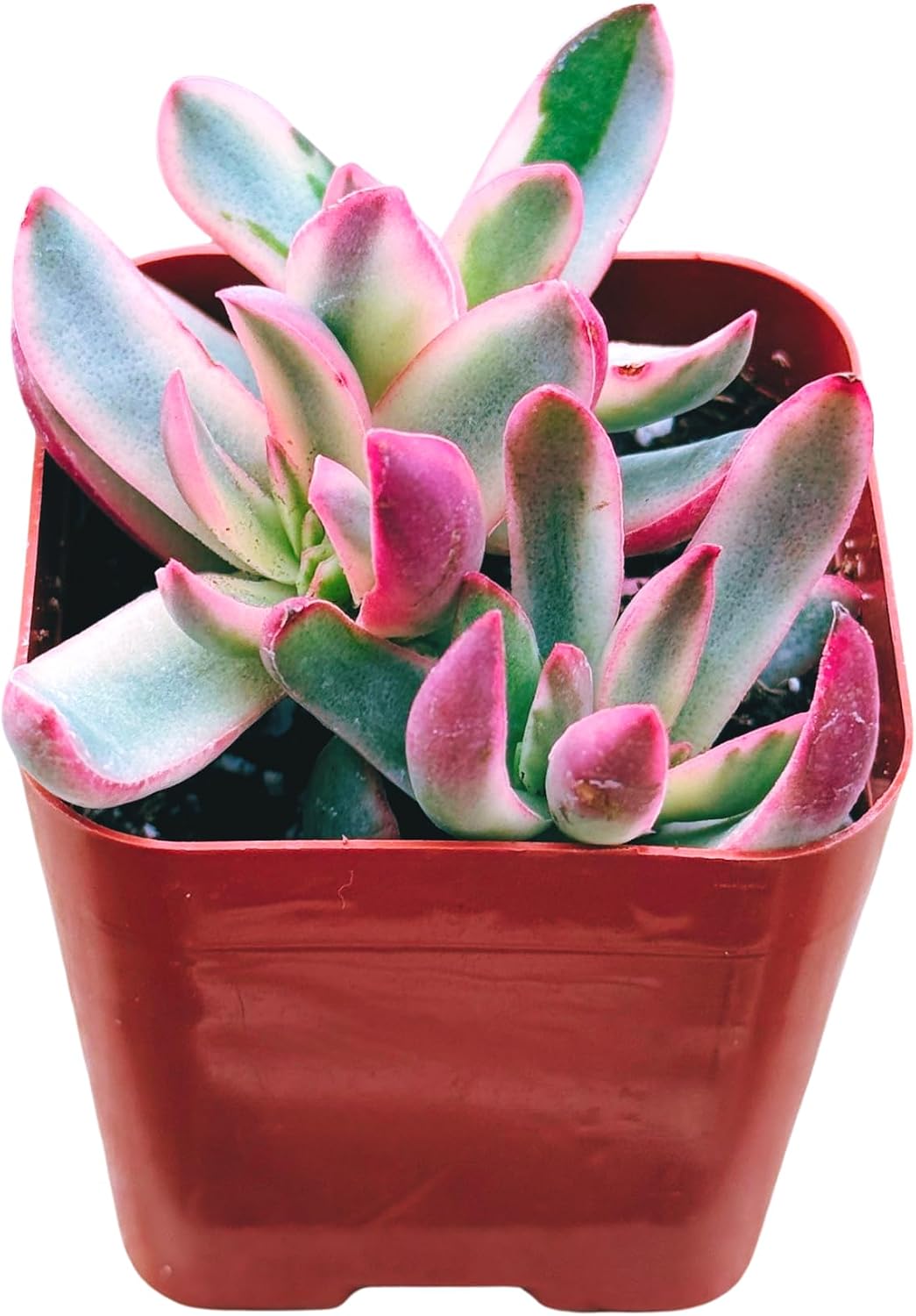 Succulents Plants Live 2inch Live Mini Succulent Plants, Easy Care House Plants Rooted in Succulent Soil Mix, By The Succulent Cult (Crassula Money Maker Variegated, 2 Inch)