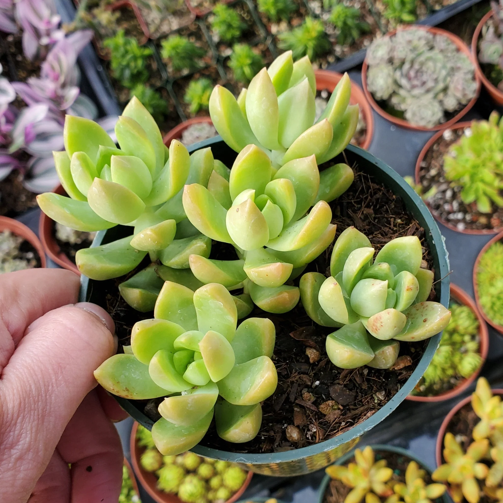 Golden Glow Sedum Succulent – Vibrant Golden Indoor Plant