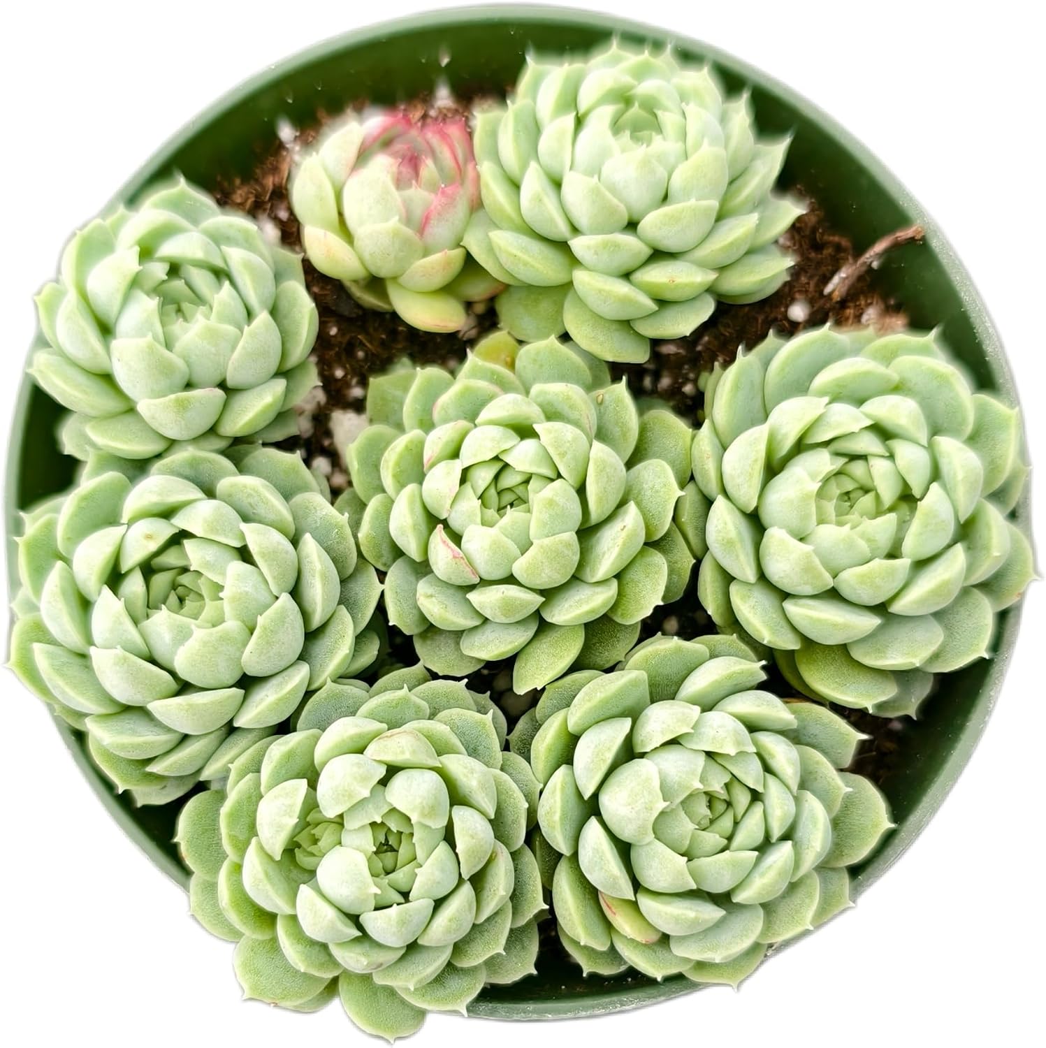 Haworthia Fasciata 'Zebra Cactus' - Easy Care Succulent