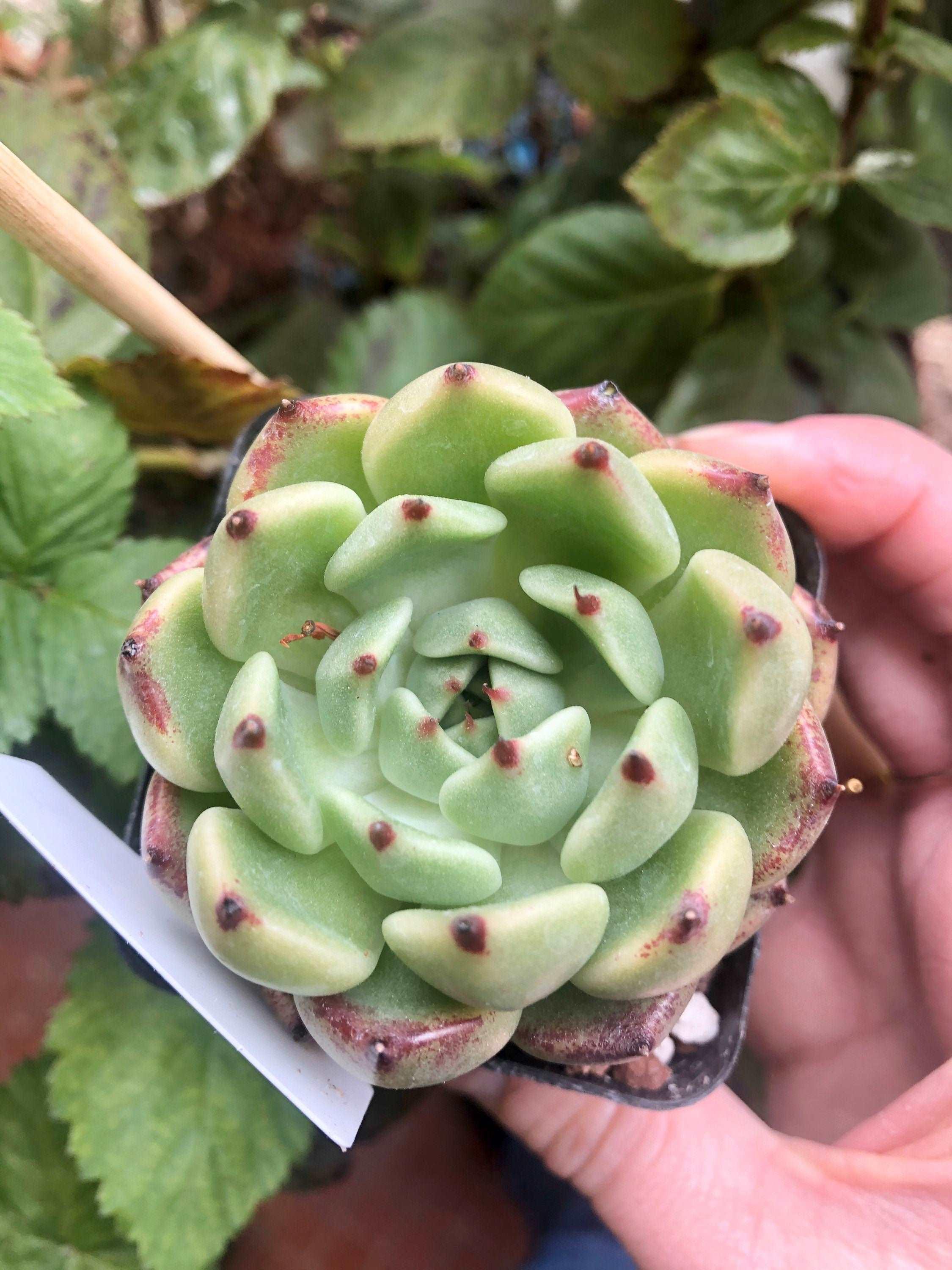 Echeveria Dark Knight