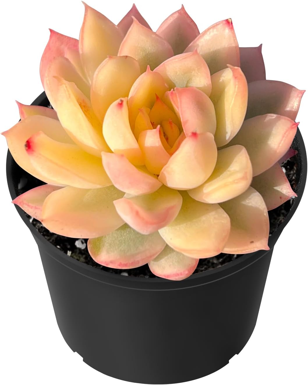 Echeveria Desmetiana Succulent