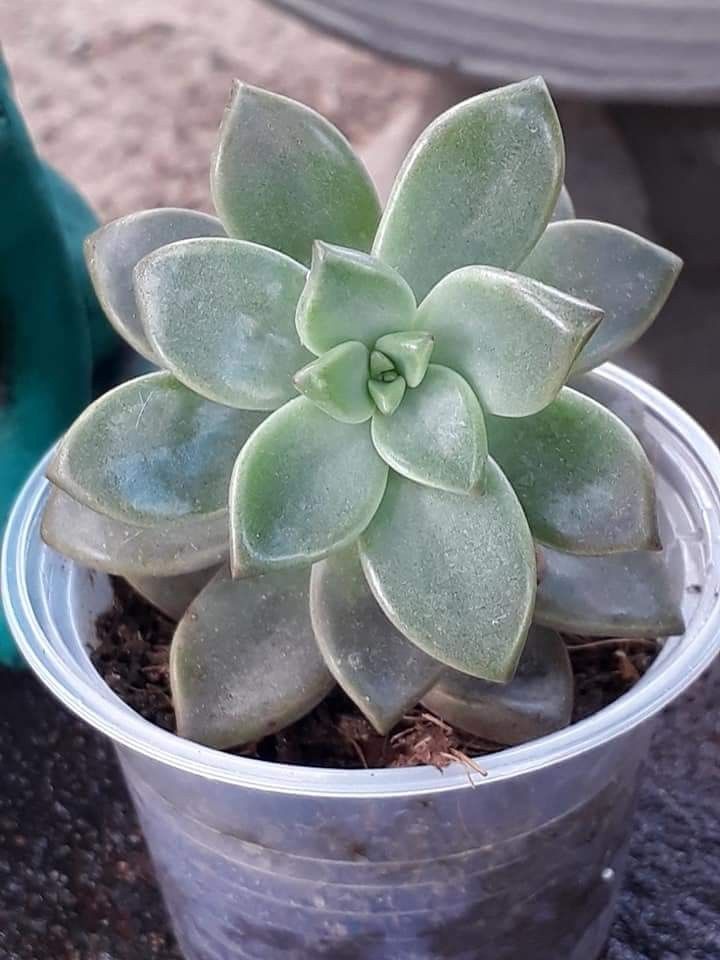 Ghost Plant (Graptopetalum Paraguayense) – 2 Live Succulents in 2