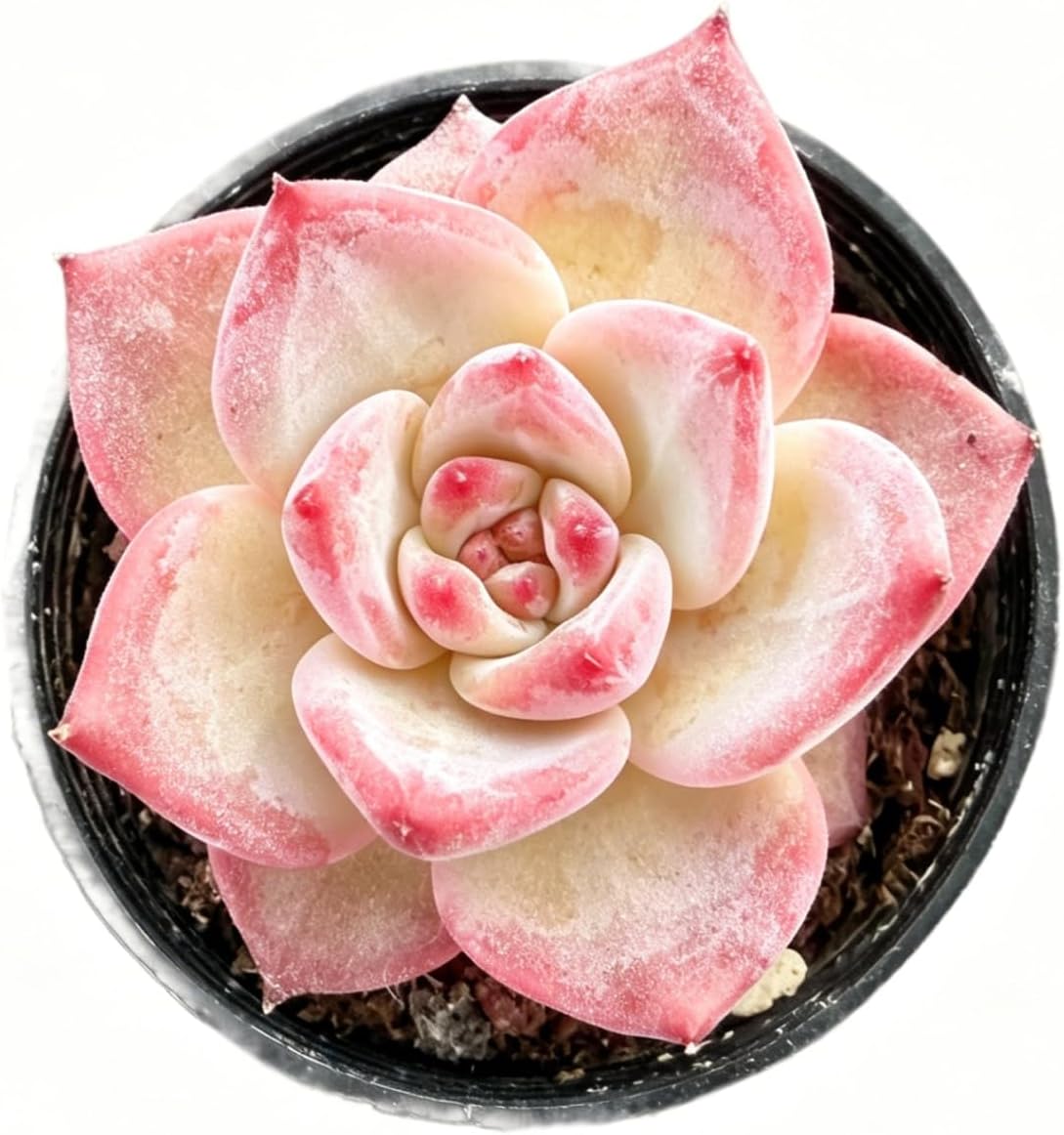 Sprout N Green Echeveria Tango, Rare Live Succulent Fully Rooted in 2
