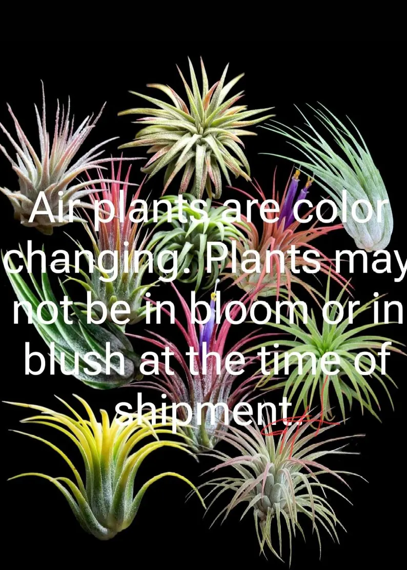 Tillandsia Rubra Air Plan