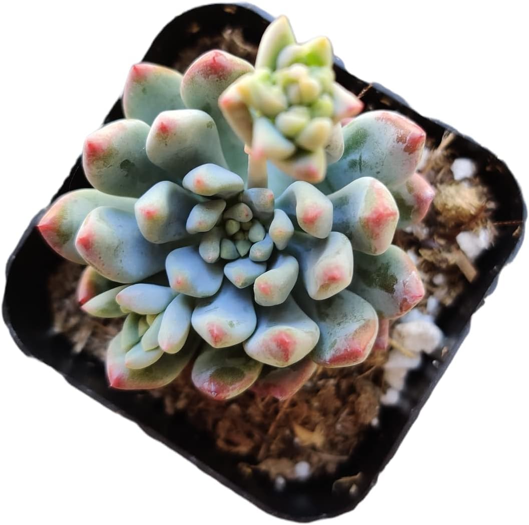 Live Succulent Cactus Plants (2