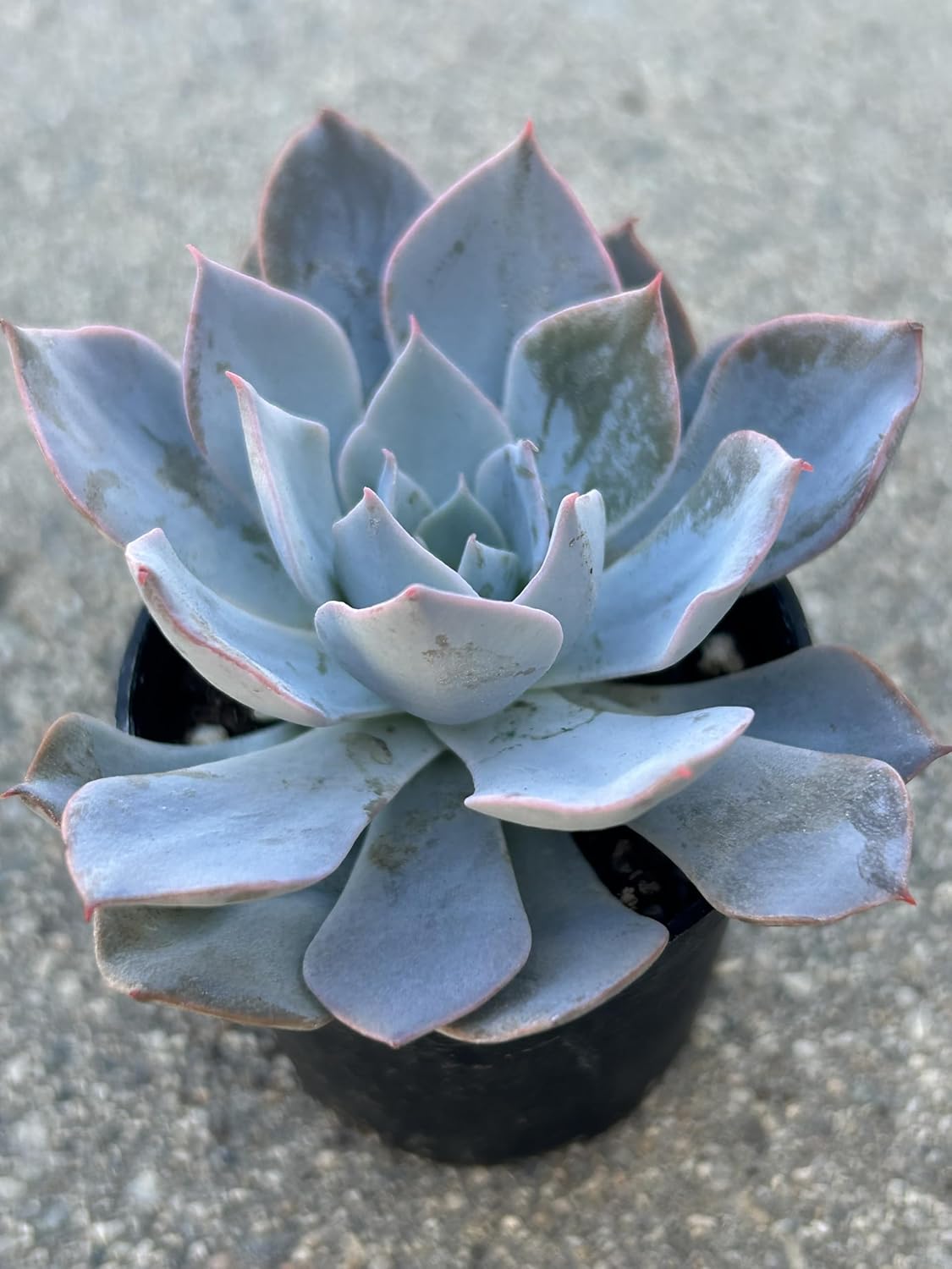 Echeveria Desmetiana Succulent – Blue-Green Rosette with Pink Edges