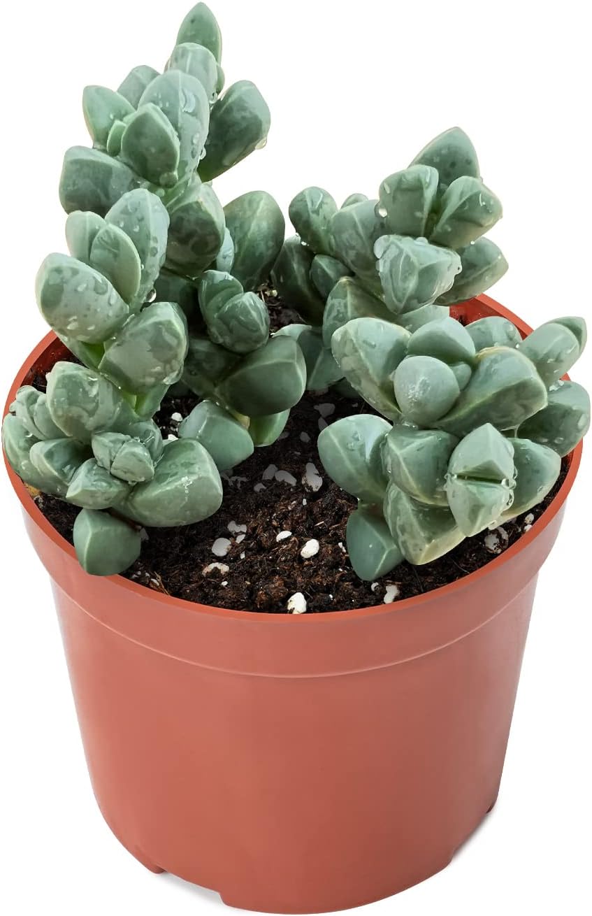 Haworthia Fasciata 'Zebra Cactus' - Easy Care Succulent