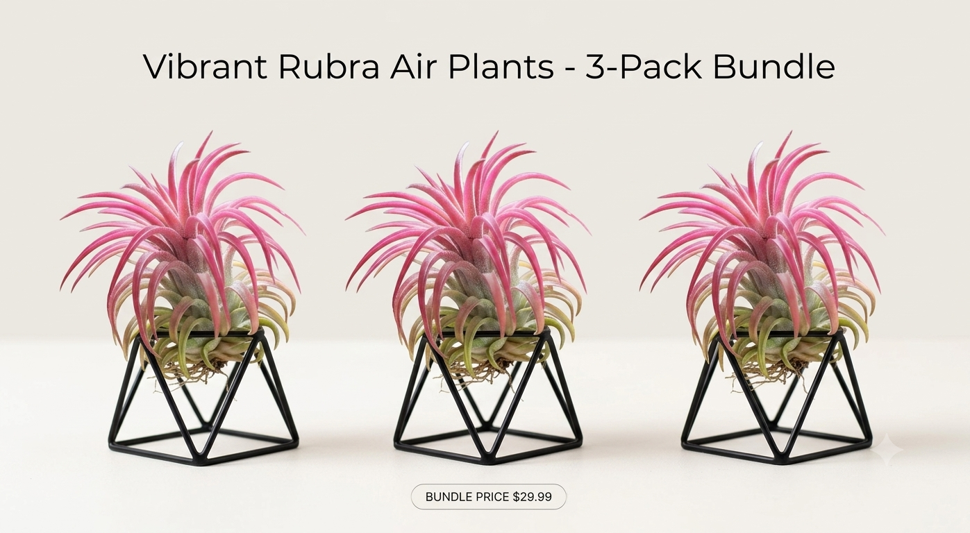 Vibrant Rubra Air Plants - 3-Pack Bundle