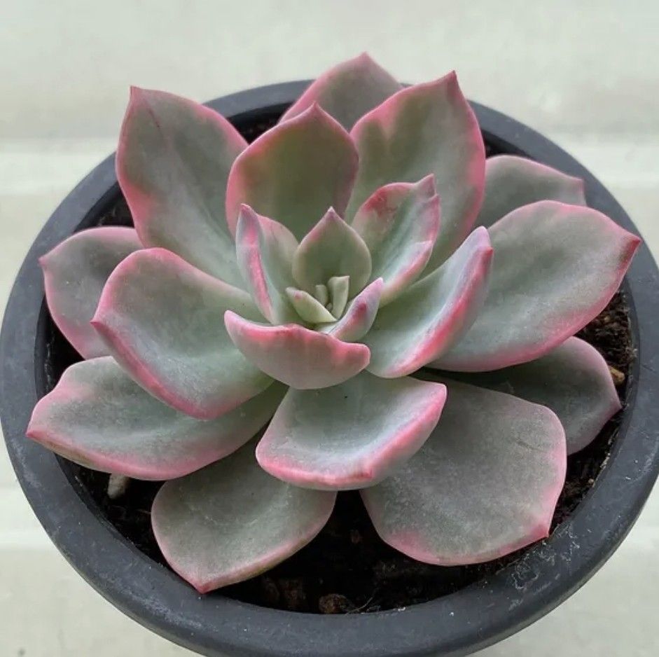 Ghost Plant (Graptopetalum Paraguayense) – 2 Live Succulents in 2