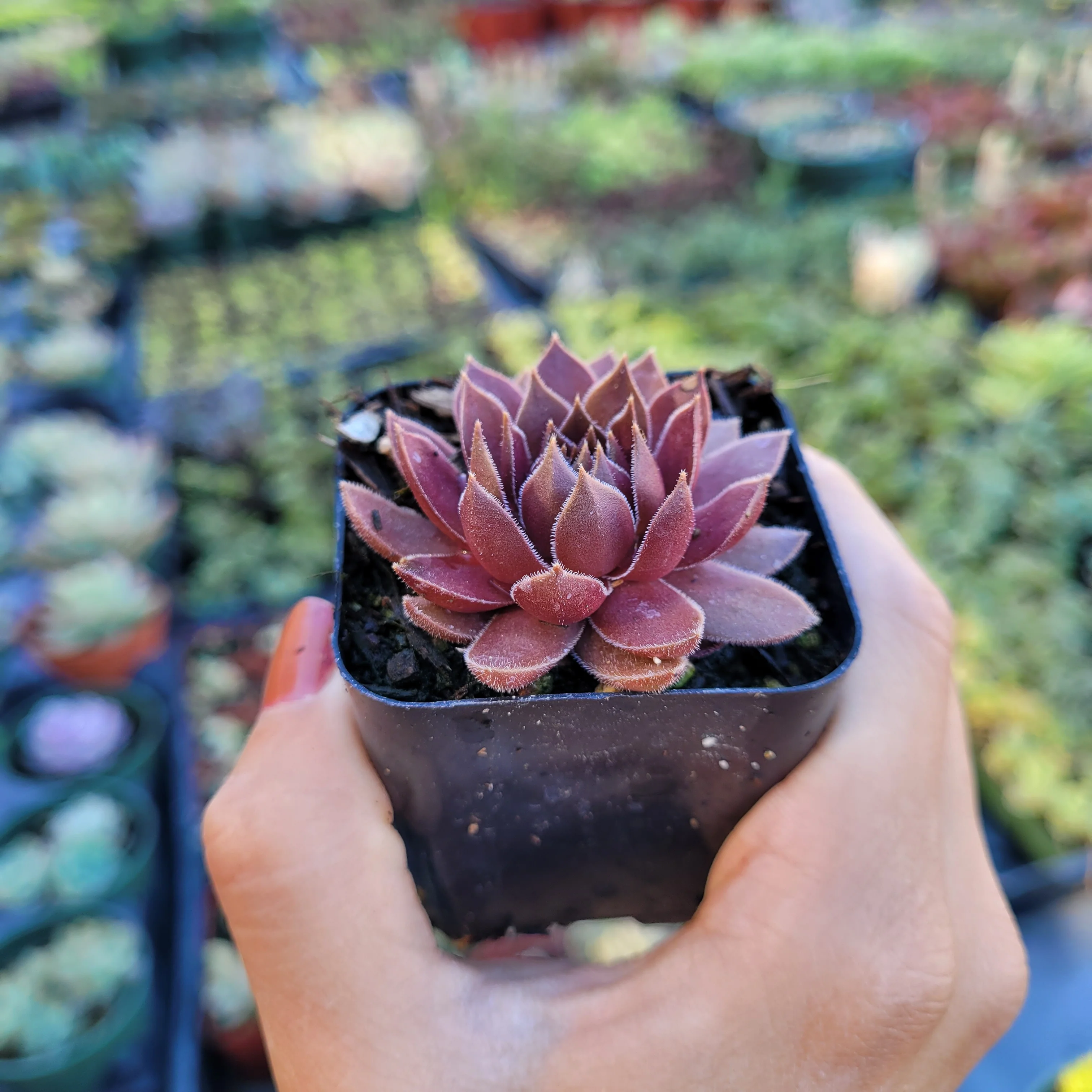 Sempervivum Chocolate Kiss
