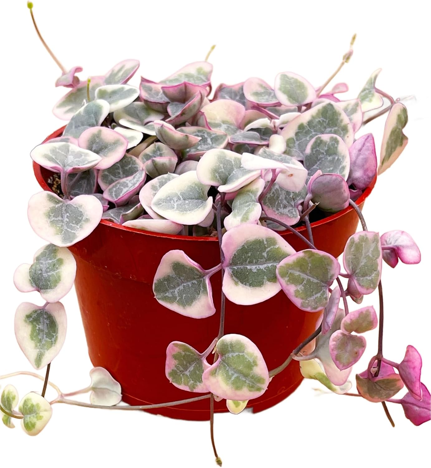 Succulents Plants Live 2inch Live Mini Succulent Plants, Easy Care House Plants Rooted in Succulent Soil Mix, By The Succulent Cult (Crassula Money Maker Variegated, 2 Inch)