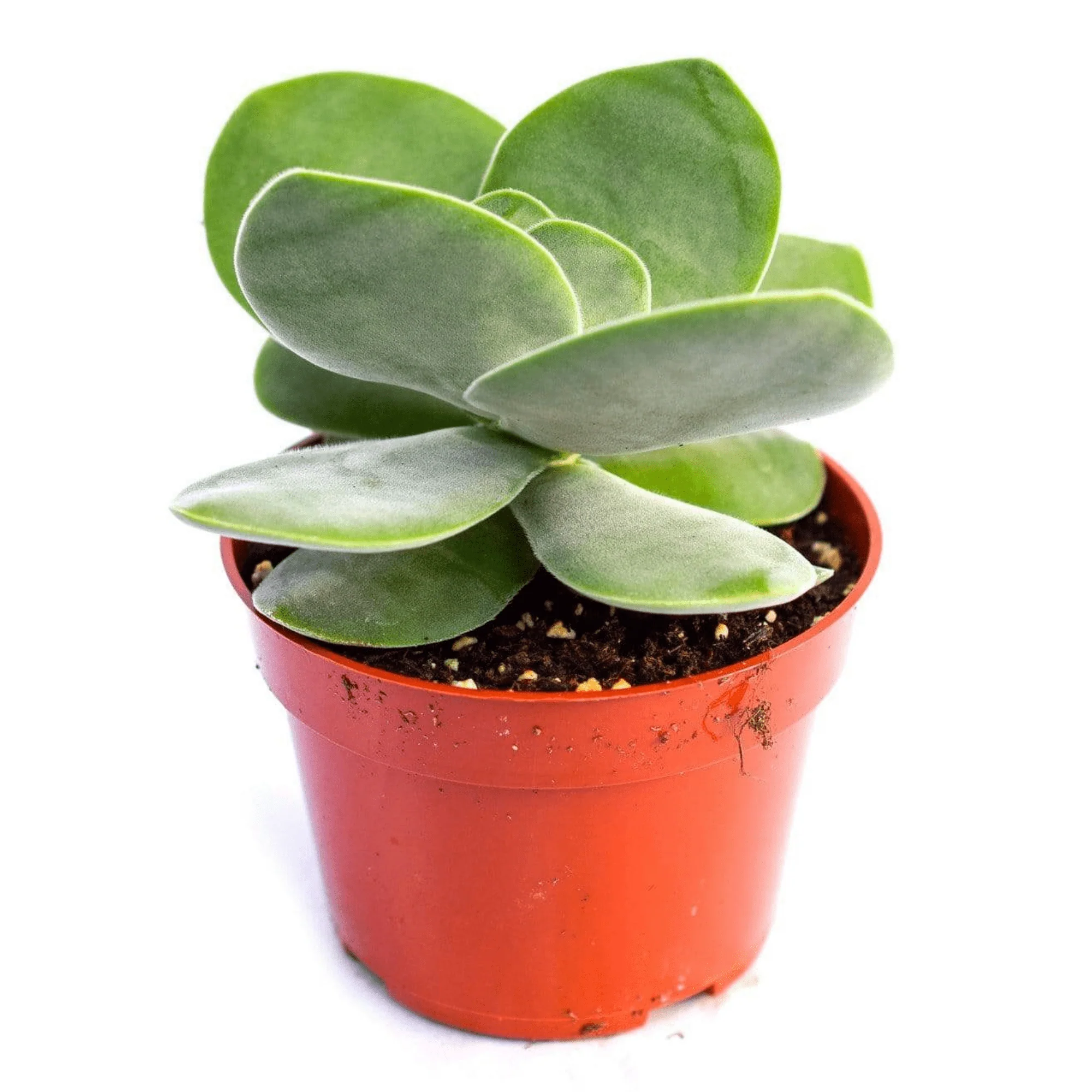 Crassula Dubia