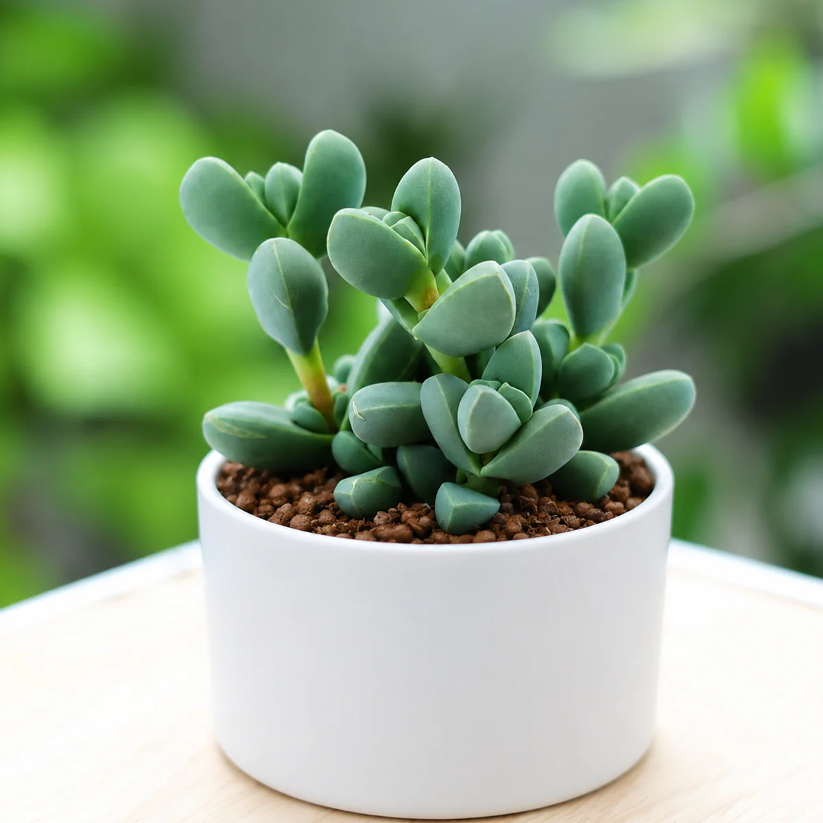 Corpuscularia Lehmannii Ice Plant – Rare Evergreen Succulent