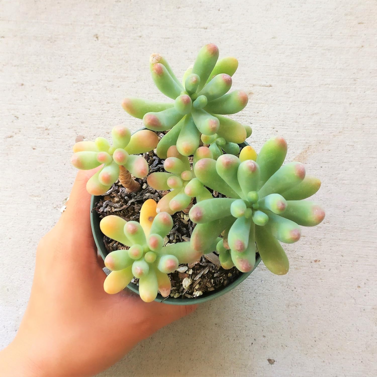 Jelly Bean Succulent (Sedum Pachyphyllum) – Colorful Easy-Care Indoor Plant