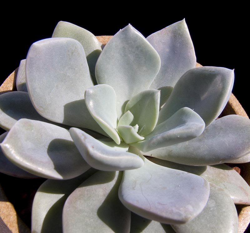 Coppertone Sedum Succulent – Golden Copper Easy-Care Plant