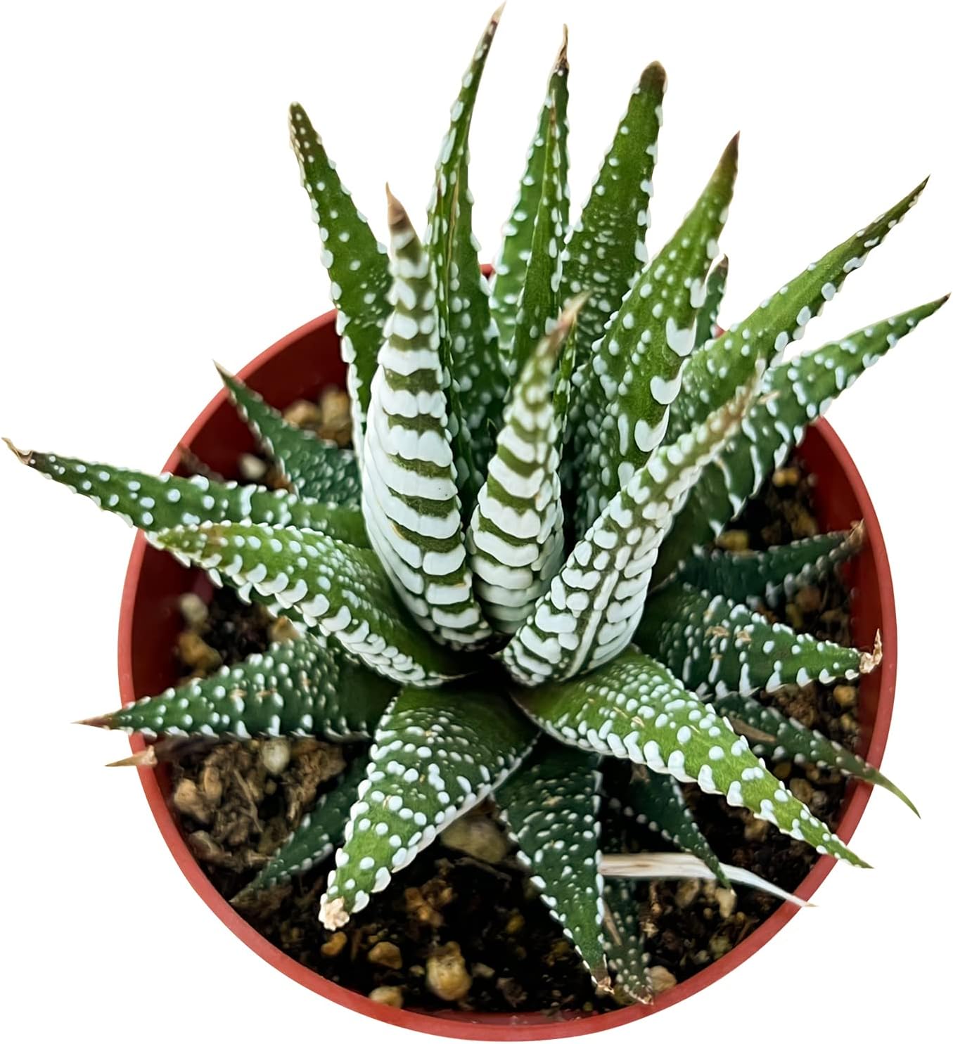 Haworthia Fasciata 'Zebra Cactus' - Easy Care Succulent
