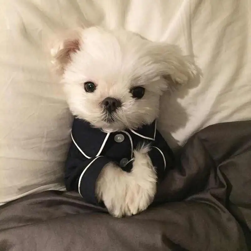 Good night Pyjamas