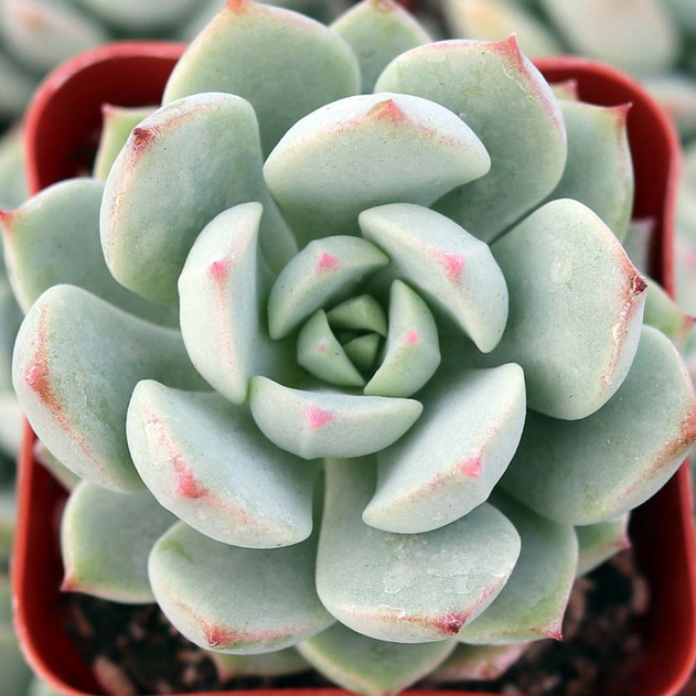 Echeveria Tippy Pink Succulent – Pink-Tipped Rosette Collector Plant