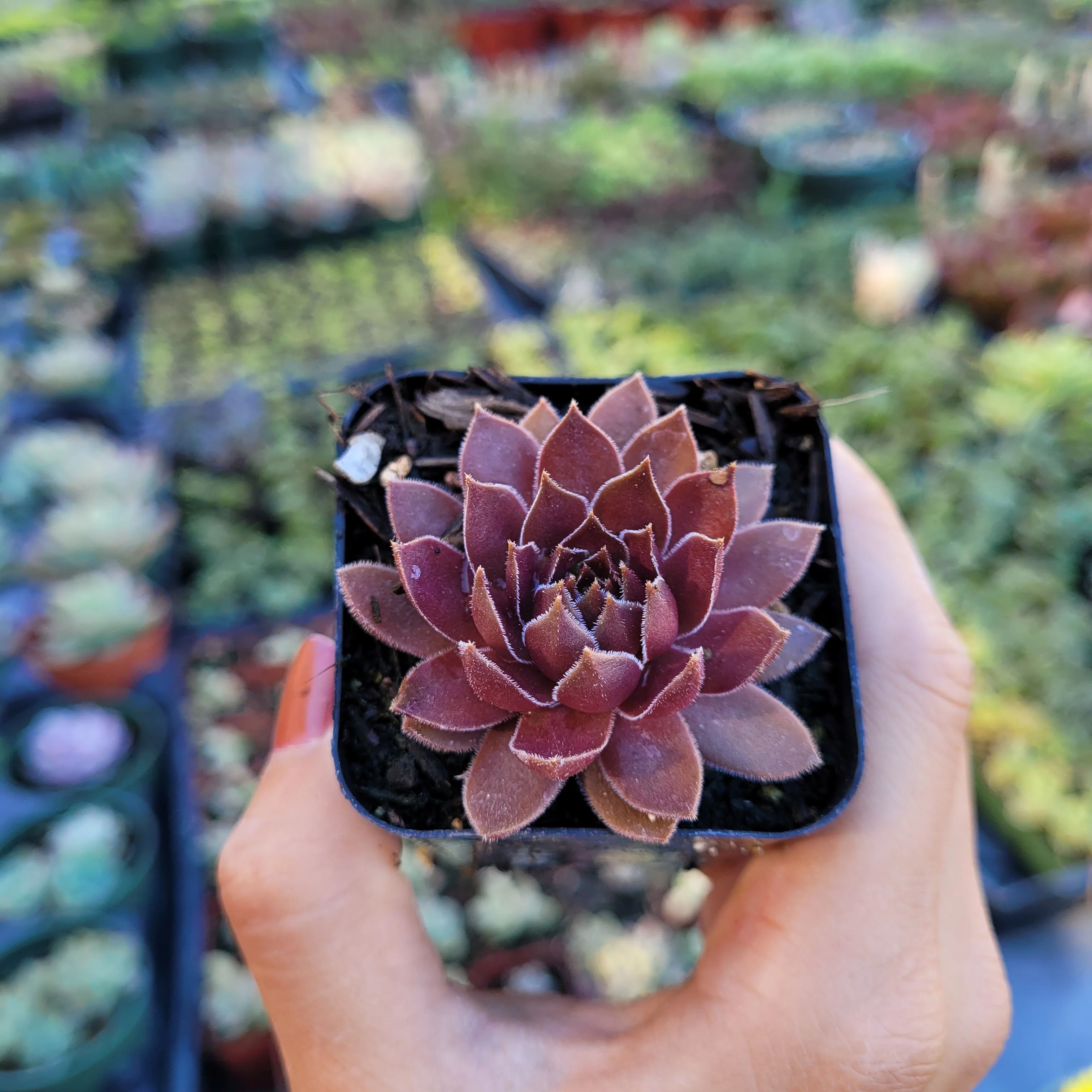 Sempervivum Chocolate Kiss