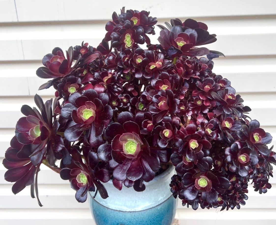 Black Rose Aeonium Succulent – Dramatic Dark Rosette Plant