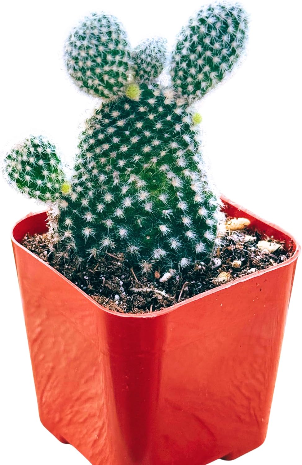 Succulents Plants Live 2inch Live Mini Succulent Plants, Easy Care House Plants Rooted in Succulent Soil Mix, By The Succulent Cult (Crassula Money Maker Variegated, 2 Inch)