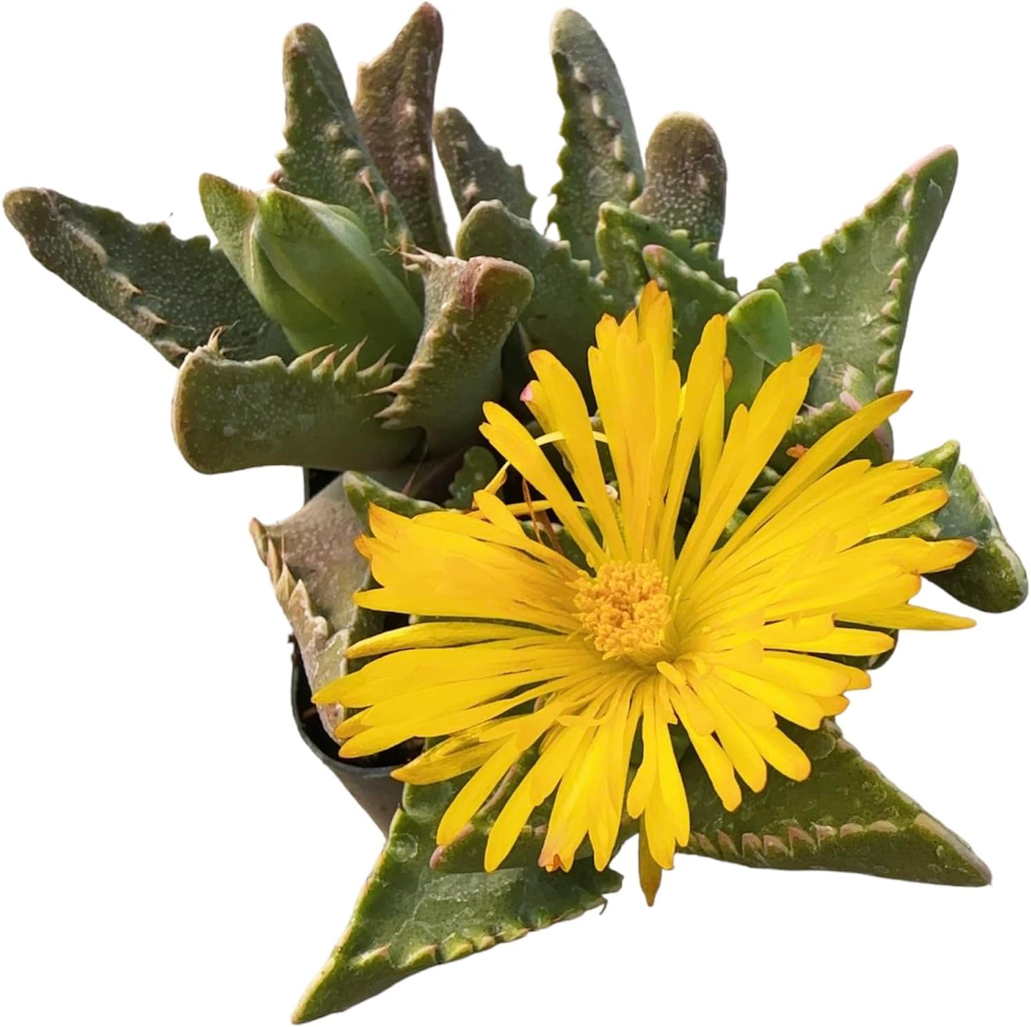Live Succulent Cactus Plants (2