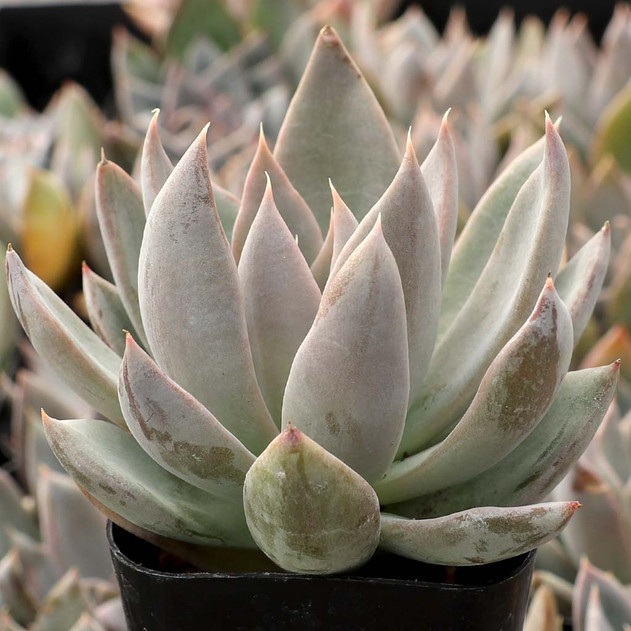 Coppertone Sedum Succulent – Golden Copper Easy-Care Plant