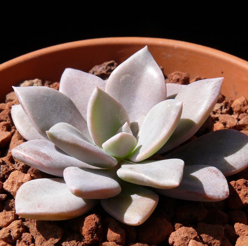 Coppertone Sedum Succulent – Golden Copper Easy-Care Plant