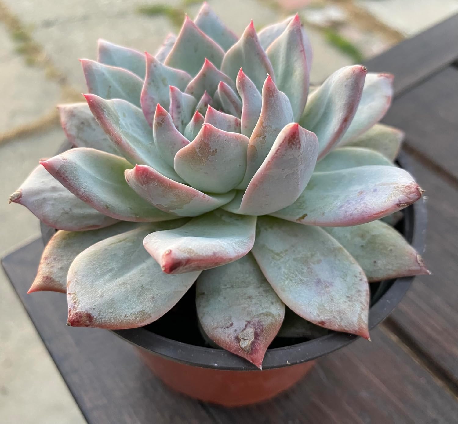 Echeveria 'Blue Bird' Succulent