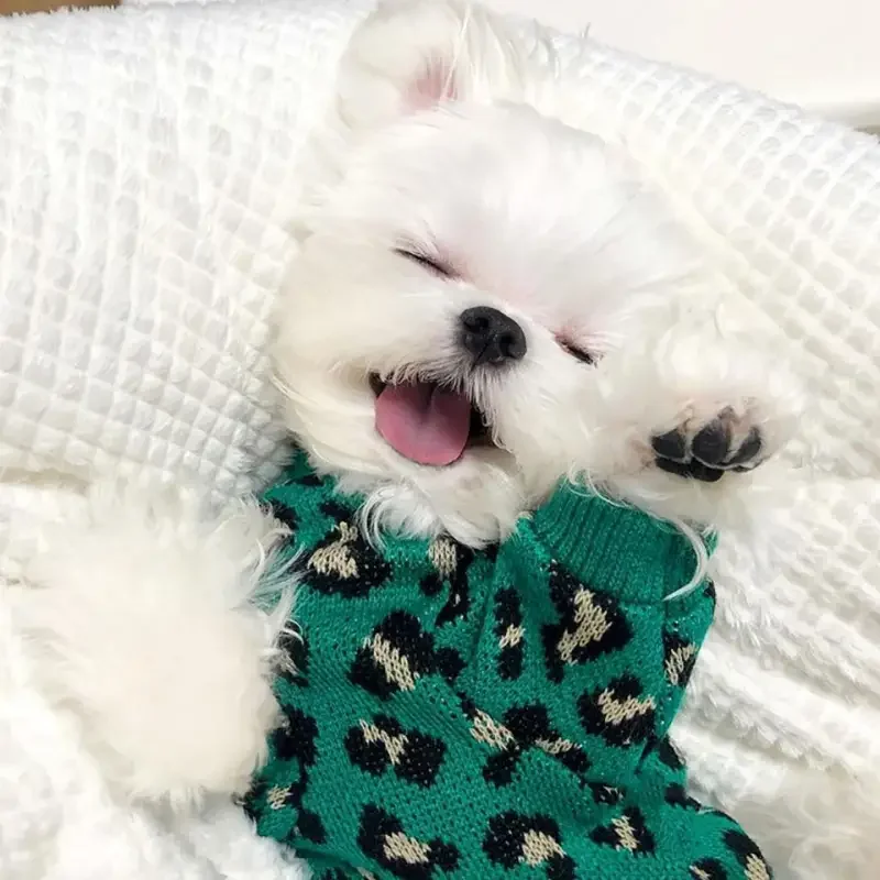 Leopard Knitted Puppy Wool Top