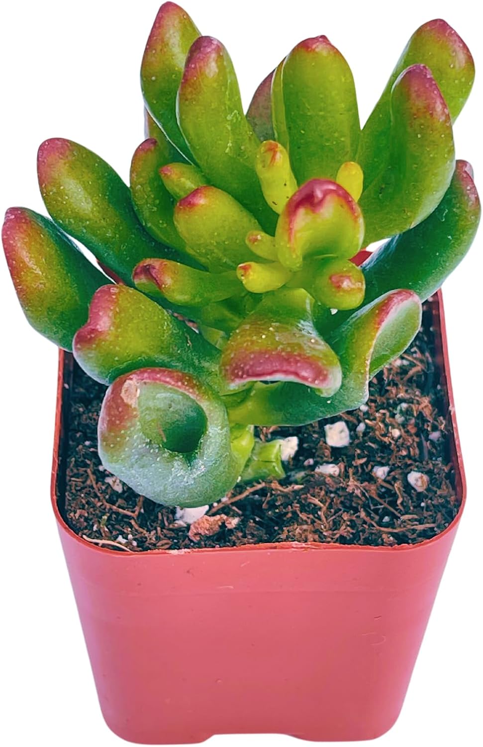 Succulents Plants Live 2inch Live Mini Succulent Plants, Easy Care House Plants Rooted in Succulent Soil Mix, By The Succulent Cult (Crassula Money Maker Variegated, 2 Inch)