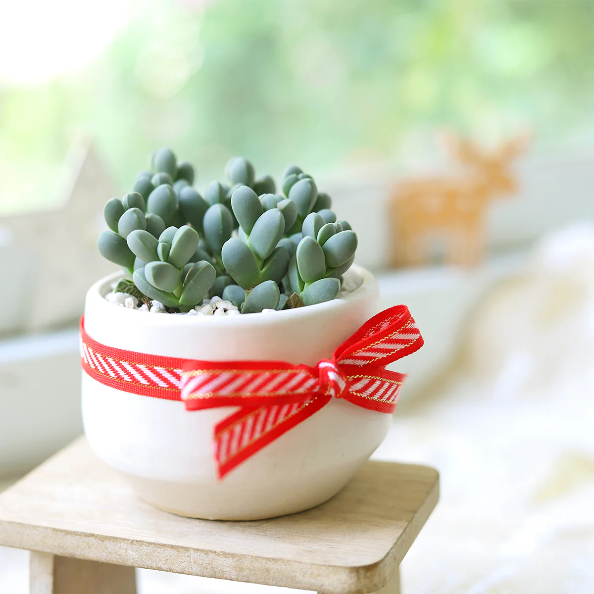 Corpuscularia Lehmannii Ice Plant – Rare Evergreen Succulent