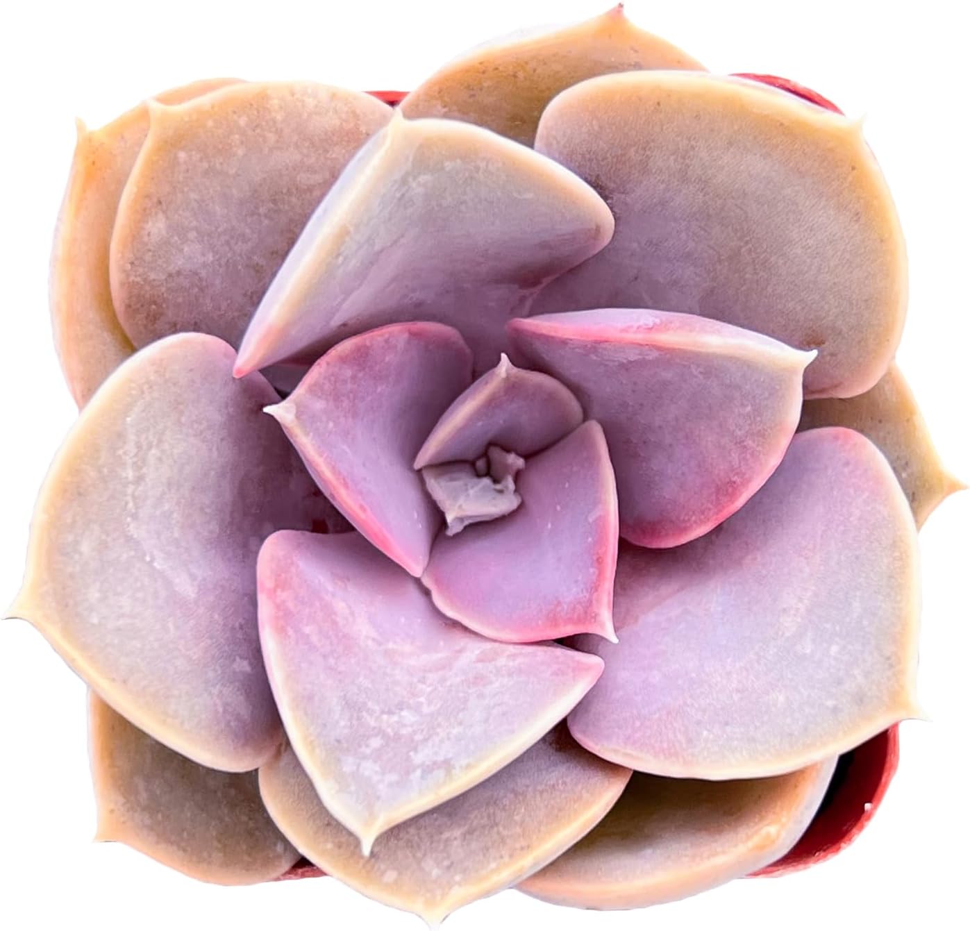 Echeveria Desmetiana Succulent
