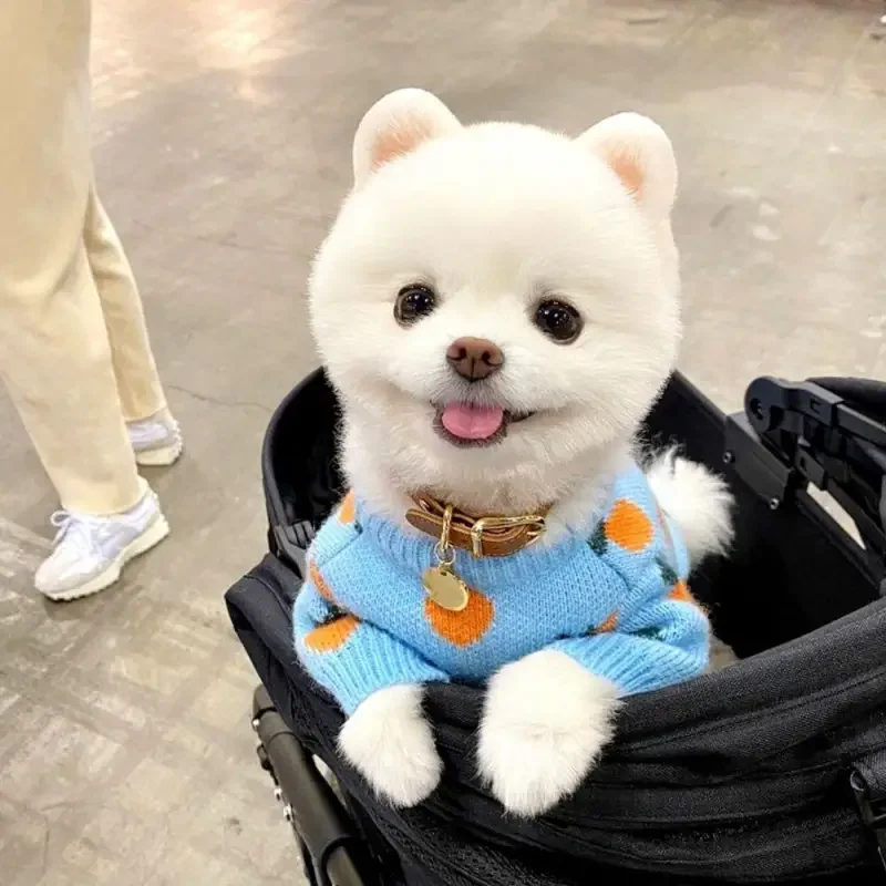 Cute Pet Clothes