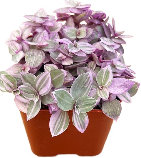 Succulents Plants Live 2inch Live Mini Succulent Plants, Easy Care House Plants Rooted in Succulent Soil Mix, By The Succulent Cult (Crassula Money Maker Variegated, 2 Inch)
