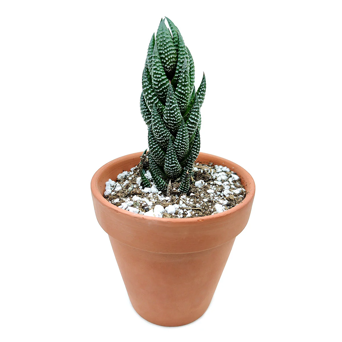 African Pearl Haworthia – Rare Textured Succulent Plant