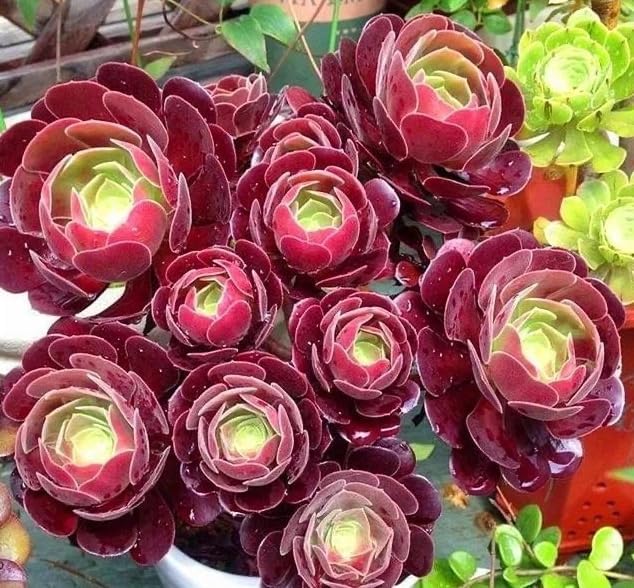 Black Rose Aeonium Succulent – Dramatic Dark Rosette Plant