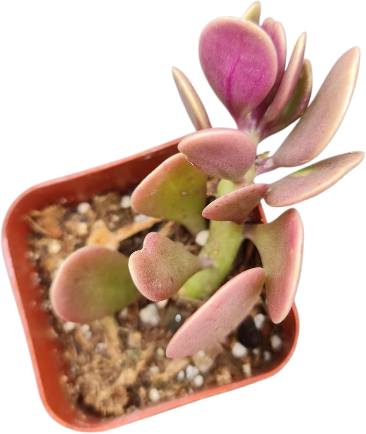 Live Succulent Cactus Plants (2