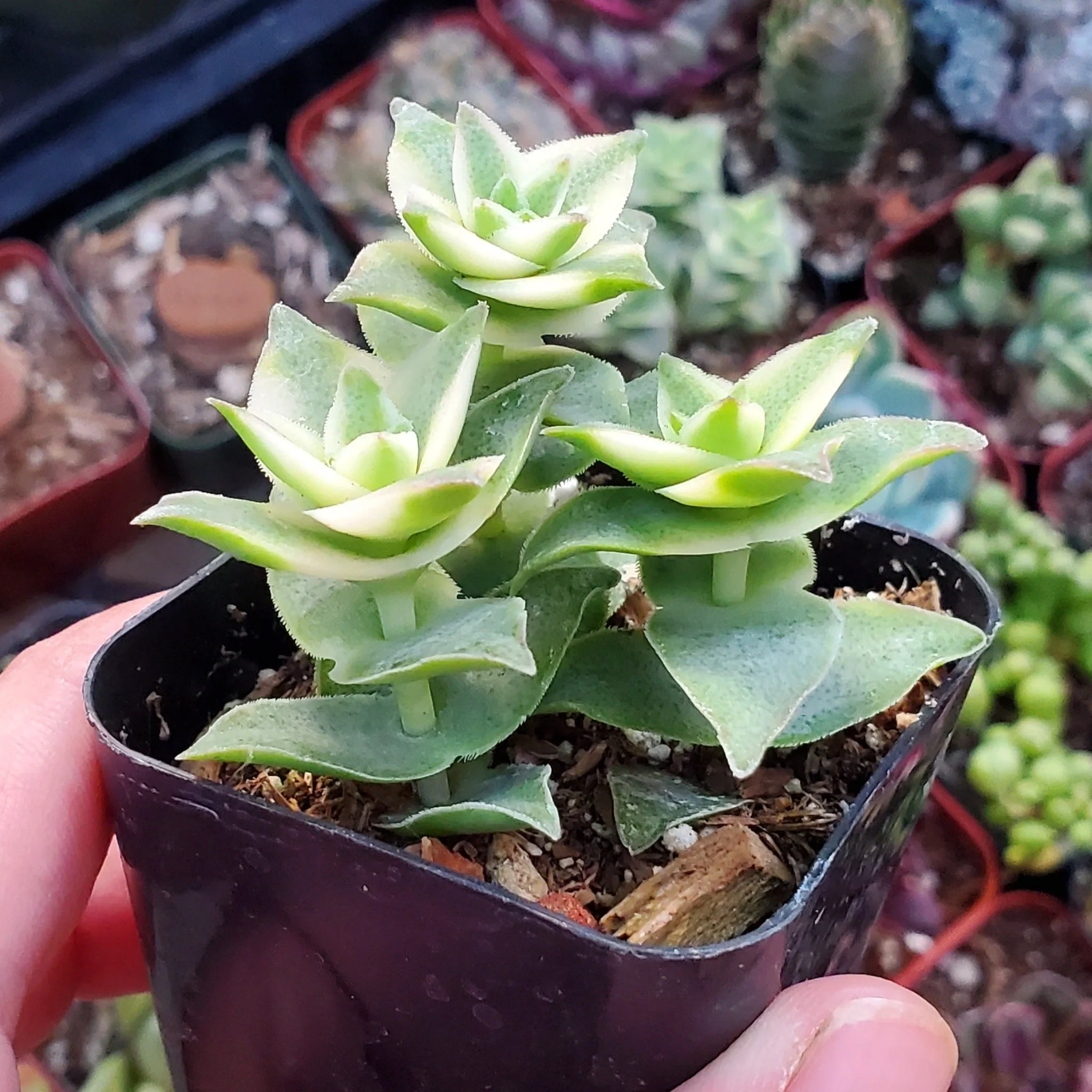 Echeveria Cubic Frost Succulent – Frosty Lavender Rosette Collector Plant